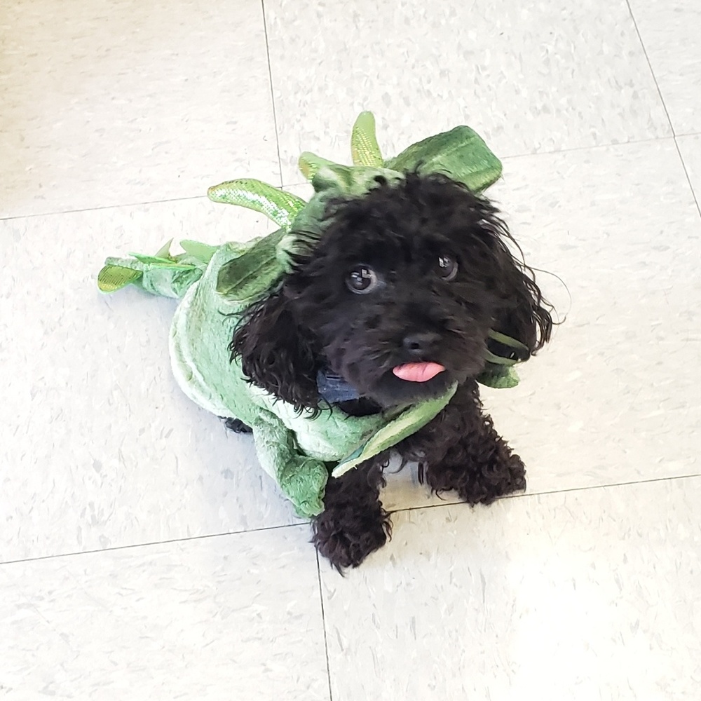 Meet your Posher, Kershia